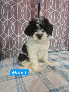 Bichonpoo Puppies