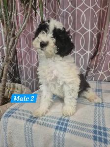 Bichonpoo Puppies - Photo 2