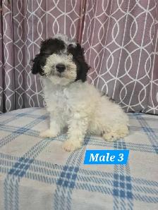 Bichonpoo Puppies - Photo 3