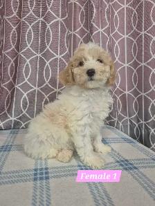 Bichonpoo Puppies - Photo 4
