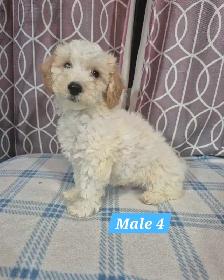 Bichonpoo Puppies - Photo 5