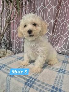 Bichonpoo Puppies - Photo 6