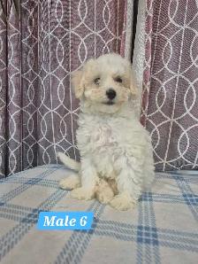 Bichonpoo Puppies - Photo 7