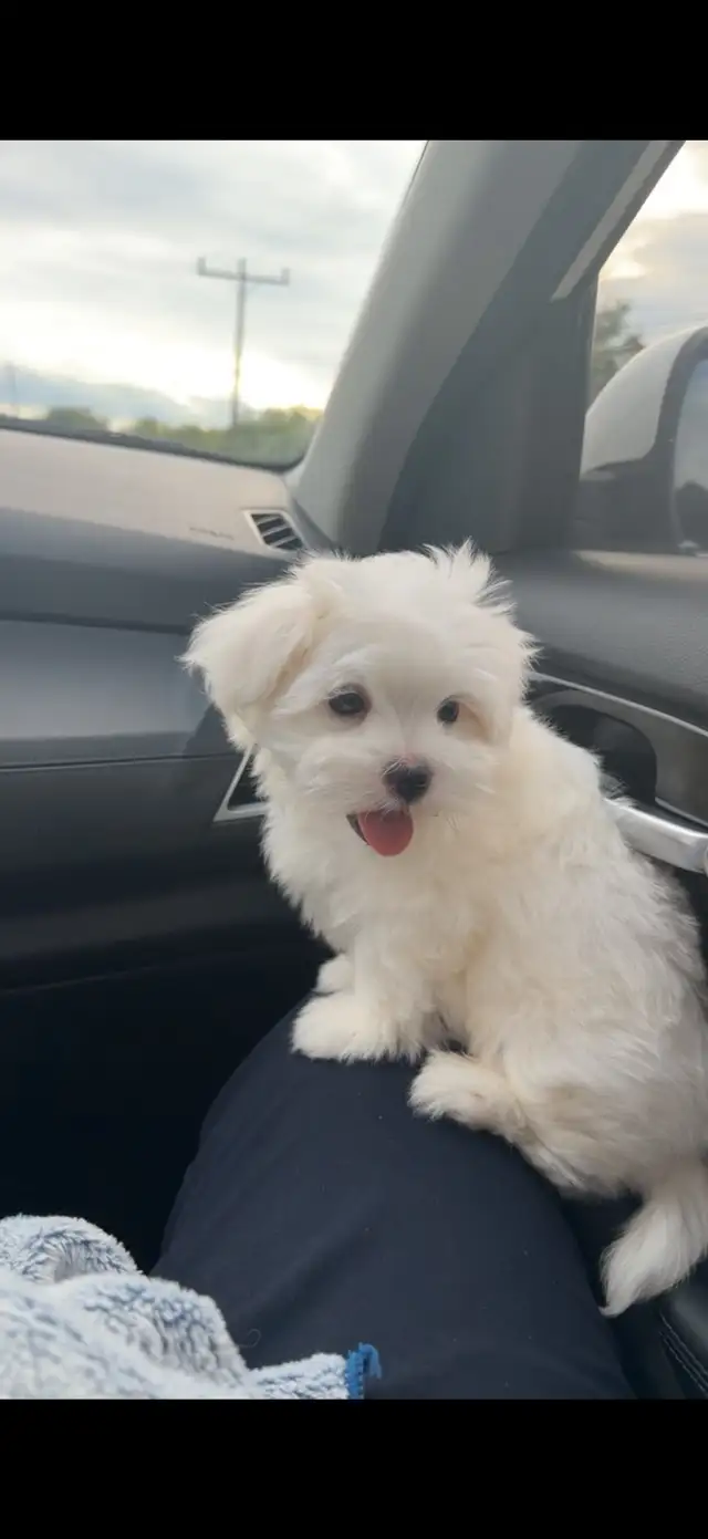 Pure Maltese Puppy— 10 Weeks Old