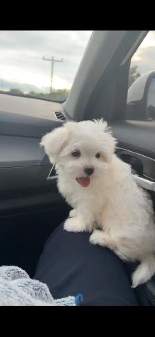 Pure Maltese Puppy— 10 Weeks Old