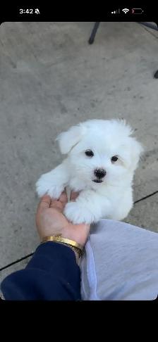 Pure Maltese Puppy— 10 Weeks Old - Photo 2