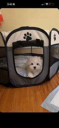 Pure Maltese Puppy— 10 Weeks Old - Photo 3
