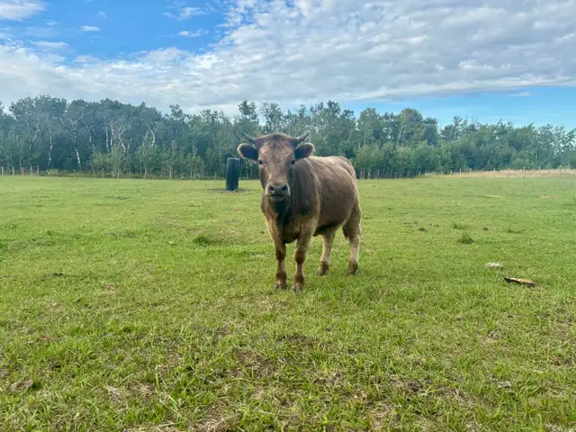 highland cross heifer