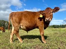 Simmental steer