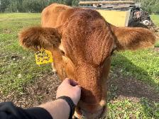 Simmental steer - Photo 2