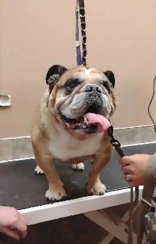 Dog grooming - Photo 2