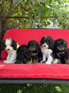 Cavapoo (cavalier King Charles X Caniche )
