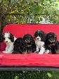 Cavapoo (cavalier King Charles X Caniche )