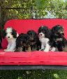 Cavapoo (cavalier King Charles X Caniche ) - Photo 2