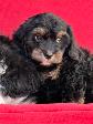 Cavapoo (cavalier King Charles X Caniche ) - Photo 3