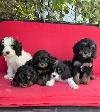 Cavapoo (cavalier King Charles X Caniche ) - Photo 4
