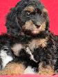 Cavapoo (cavalier King Charles X Caniche ) - Photo 5