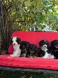 Cavapoo (cavalier King Charles X Caniche ) - Photo 6