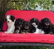 Cavapoo (cavalier King Charles X Caniche ) - Photo 7