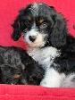 Cavapoo (cavalier King Charles X Caniche ) - Photo 8