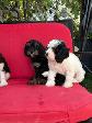 Cavapoo (cavalier King Charles X Caniche ) - Photo 9