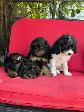Cavapoo (cavalier King Charles X Caniche ) - Photo 10
