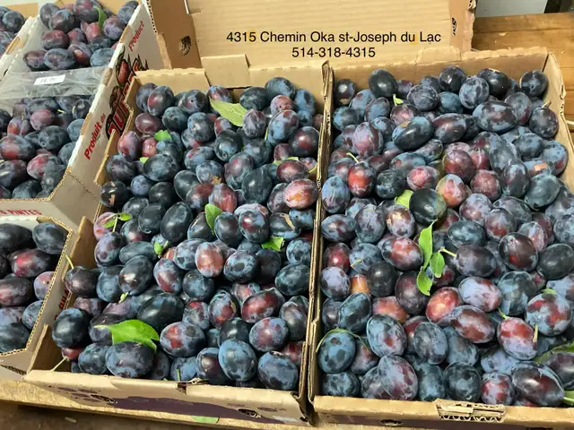 Prunes italiennes