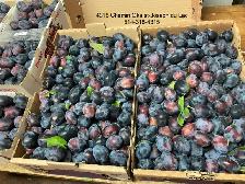 Prunes italiennes