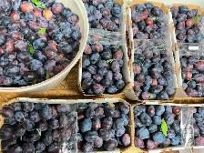 Prunes italiennes - Photo 2
