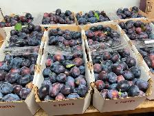 Prunes italiennes - Photo 3