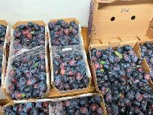 Prunes italiennes - Photo 4