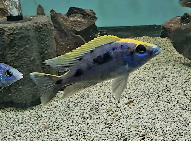 yellow blaze lithobate breeding group (z-rocks) 3'-4'