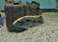 yellow blaze lithobate breeding group (z-rocks) 3'-4' - Photo 2