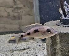 yellow blaze lithobate breeding group (z-rocks) 3'-4' - Photo 3