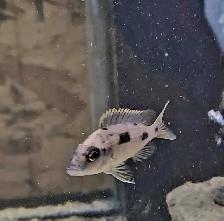yellow blaze lithobate breeding group (z-rocks) 3'-4' - Photo 4