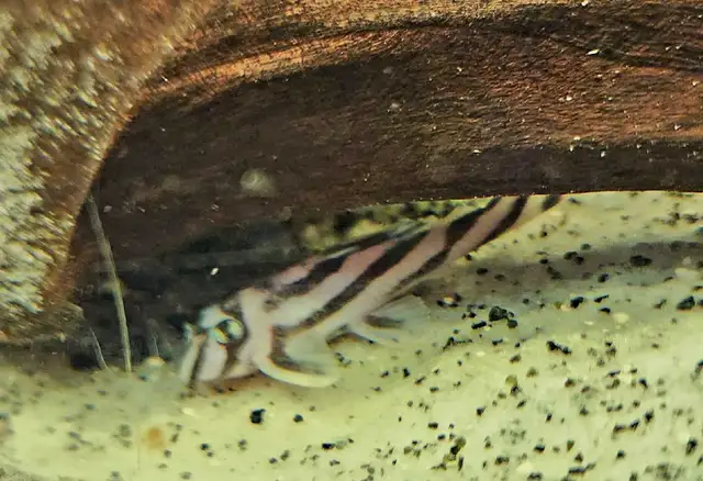 L046 zebra pleco 2.5' price reduced