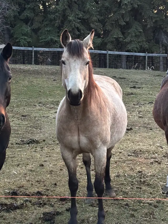 9 Year Old Mare