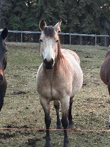 9 Year Old Mare