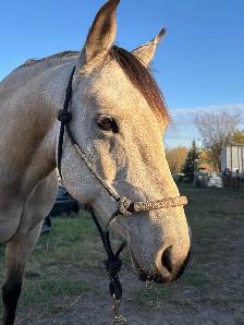 9 Year Old Mare - Photo 2