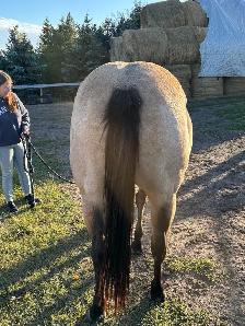9 Year Old Mare - Photo 3