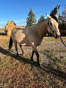 9 Year Old Mare - Photo 4