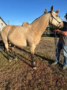 9 Year Old Mare - Photo 5