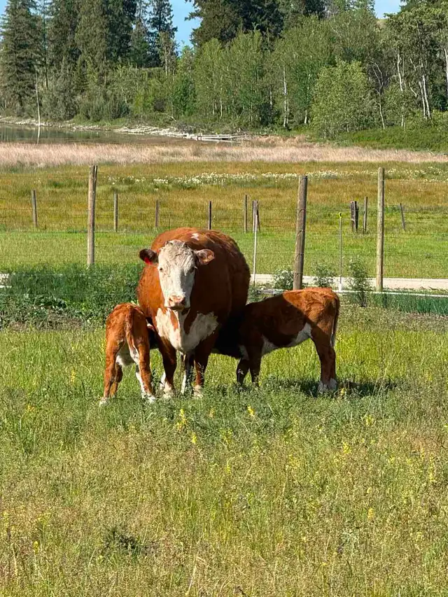 Hereford Cattle
