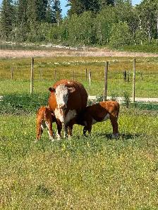 Hereford Cattle