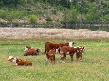 Hereford Cattle - Photo 2