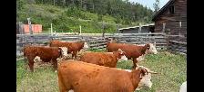 Hereford Cattle - Photo 3