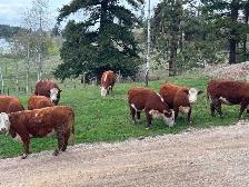 Hereford Cattle - Photo 4