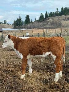 Hereford Cattle - Photo 5