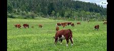 Hereford Cattle - Photo 6