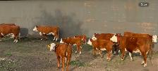 Hereford Cattle - Photo 7